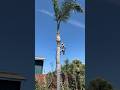 Climbing and cleaning this really tall palm tree.  #sweaty #hands #diy #tree #easy #work #cleaning