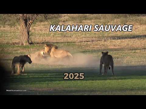 Kalahari Self-Drive – rencontre avec léopard, lions et guépards