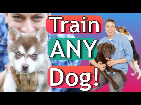 download lagu mp3 mp4 How To Raise The Perfect Puppy, download lagu How To Raise The Perfect Puppy gratis, unduh video klip How To Raise The Perfect Puppy