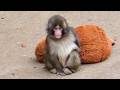 Baby Monkey Punch Brought His Plushie Mom To Meet Visitors
