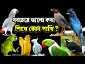 সবচেয়ে ভালো কথা শিখে কোন পাখি | best talking birds in the world | Bir