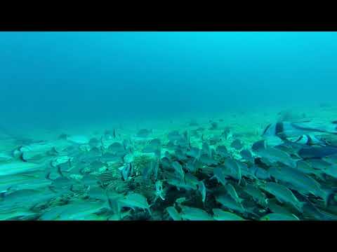 Underwater Isolated Red Emperor Country