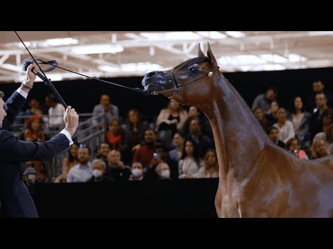 SAMARA K.A. - Bronze Champion Yearling Filly, 2022 Paris World Arabian Horse Championship