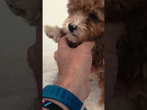 Maltipoo Welpe kaufen