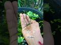 How To Grow My Guppy Fish Shorts Youtubeshorts Fish Guppyfish