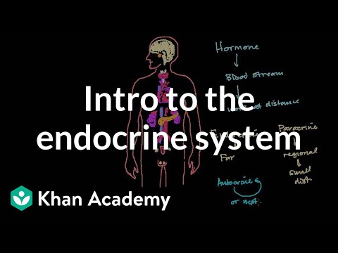A thumbnail for: Endocrinology and Diabetes