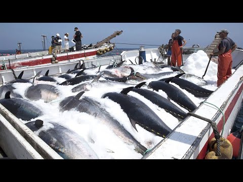 Amazing Fastest Giant Bluefin Tuna Fishing Skill - Big Catch Hundreds Tons Fish With Modern Big Boat