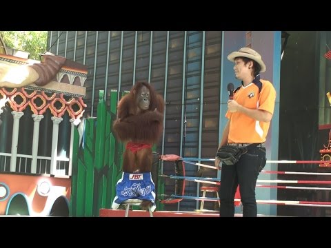Шоу орангутанов, часть 1. Orangutan show 1. "Safari World", Бангкок, Таиланд