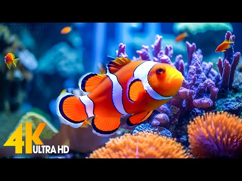 Aquarium 4K VIDEO (ULTRA HD) ???? Beautiful Coral Reef Fish - Relaxing Sleep Meditation Music #97