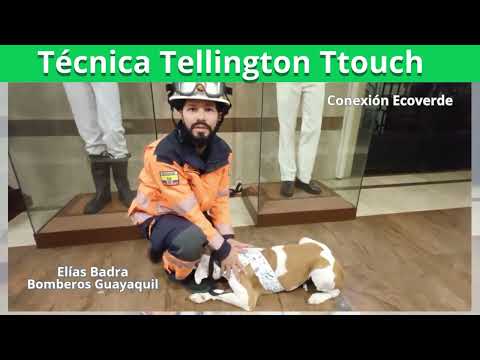 Técnica Tellington Ttouch para calmar a los perritos