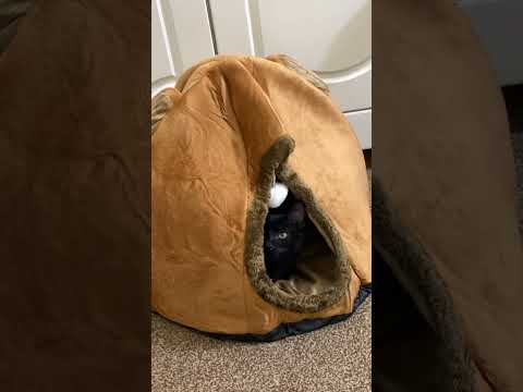 The story of black cat …. My beautiful adorable cat ( Hinjir)