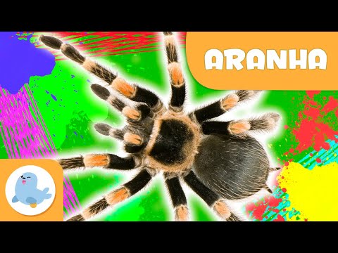 Aranha 🕷️Animais para crianças🌱 Epsiódio 10