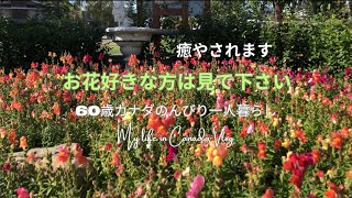 60歳カナダ一人暮らしのVlog。