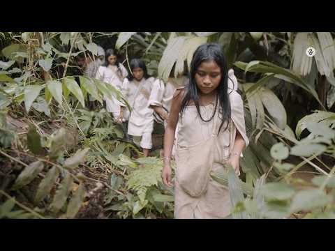 What Water Knows: The Hidden Oracle of the Kogi