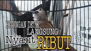 Download lagu hitungan detik trucuk lain langsung nyaut ribut dengar suara pancingan trucukan gacor ini mp3