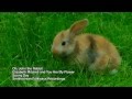 Elizabeth Mitchell - John the Rabbit (from Sunny Day)
