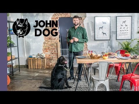 Jak oduczyć psa żebrania przy stole - TRENING PSA - John Dog