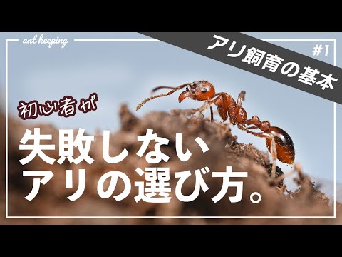 アリの繁殖 - 定義