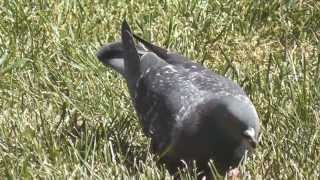 big california rock pigeons / doves - red winged blackbirds - finch - wildlife - nature - birds