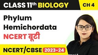 Phylum Hemichordata - NCERT बूटी - Animal Kingdom | Class 11 Biology Chapter 4 | NCERT/CBSE