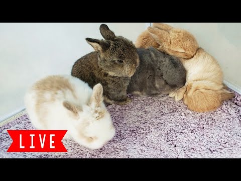 🧡LIVE Bunny Cam! Baby Bunnies Playing