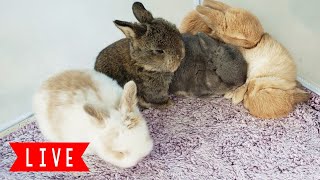 LIVE Bunny Cam Baby Bunnies Playing