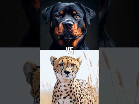 Dogs vs Big Cats