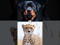 Dogs vs Big Cats
