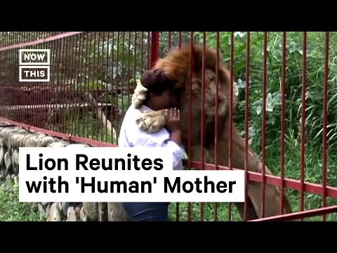 Lion Reunites With His 'Human' Mother | NowThis