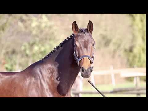 5j Stute von Franziskus zu verkaufen