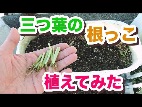 園芸 三葉のアジミニエール