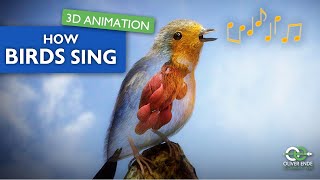Download lagu Rahasia Kicau Burung: Wawasan 3D tentang Syrinx dan Sistem Pernapasan mp3 Download lagu Rahasia Kicau Burung: Wawasan 3D tentang Syrinx dan Sistem Pernapasan mp3
