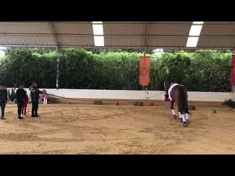 20171029 - CONCURSO NACIONAL DE VAULTING LA CAPRIOLA -  Coreografía Dobles D Reducida