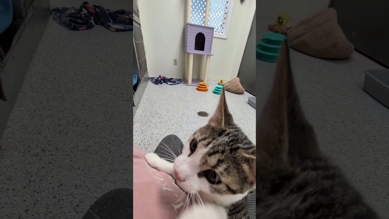 Jimmie, a ADOPTABLE mixed breed in Mount Carmel, IL video 4/4