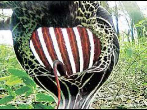 Manoharamaya ORU mappilapattu Ramla kebeer