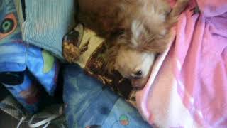 Моя собака 2