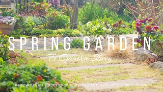 [Spring Natural Garden] Late March to early April garden tour *Blooming status [Gardening]