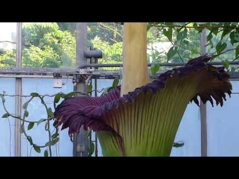 Titanwurz - Kiel 01.06.2016 -