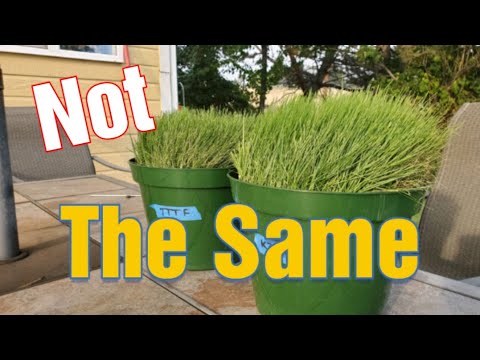 Kentucky 31 vs Turf Type Tall Fescue: What's The Difference & Which is Best?