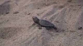 Tartaruga marina Caretta caretta schiusa nido estate 2017 Playa di Catania