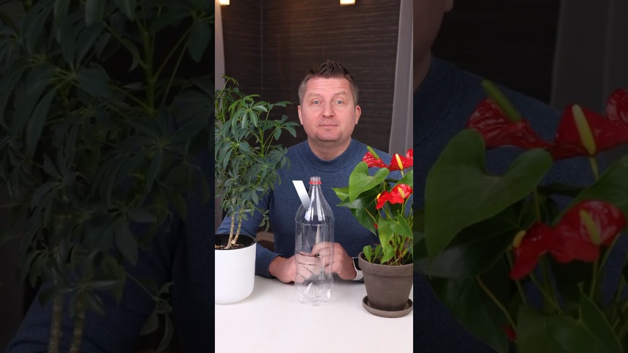 Чудо-тепличка для укоренения любых растений! Корни растут крепкие и пушистые