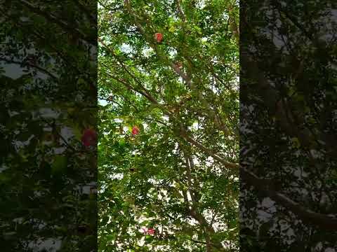 Have you ever eat Madras thorn fruit before? 😊😊 #shorts