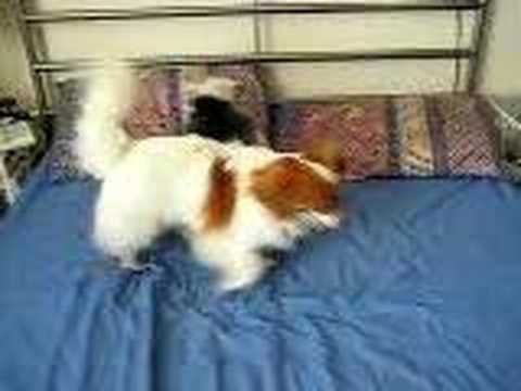 Ralphie and Roo Wrestling