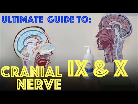 Cranial Nerves - IX and X - Glossopharyngeal & Vagus Nerve Explained - Clinical Skills - Dr Gill
