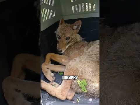 Секретный способ приручить дикого ЛЕСНОГО ХИЩНИКА😲🔥🐺