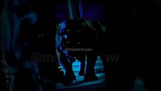 Download lagu story wa macan putih & macan kumbang. ada masa nya mp3