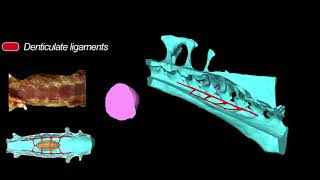 3D Anatomy of the Quail Lumbosacral Spinal Canal - Implications for Putative Mechanosensory Function