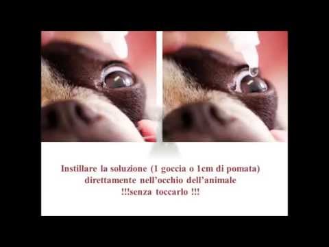 Come ripristinare la potenza di rimedi popolari forum Equina patogeno vendita
