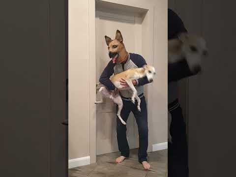 Best funny videos prank by Tanya, Senya and Misha - funny dogs #shorts