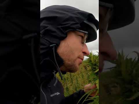 🌿 🚬 Geheime Grasplantage gefunden mitten in Deutschland 🇩🇪 #shorts